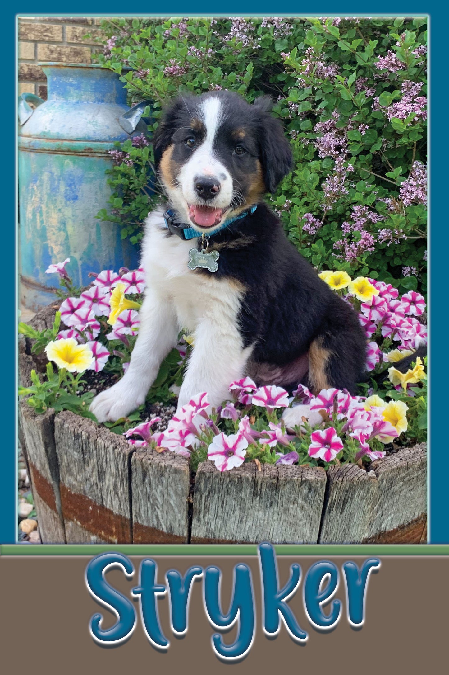 Stryker The English Shepherd Dog